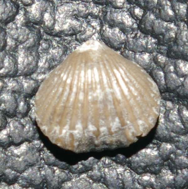 Camarotoechia tarda