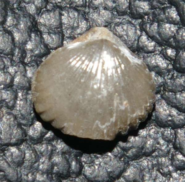 Silurian fossil brachiopod