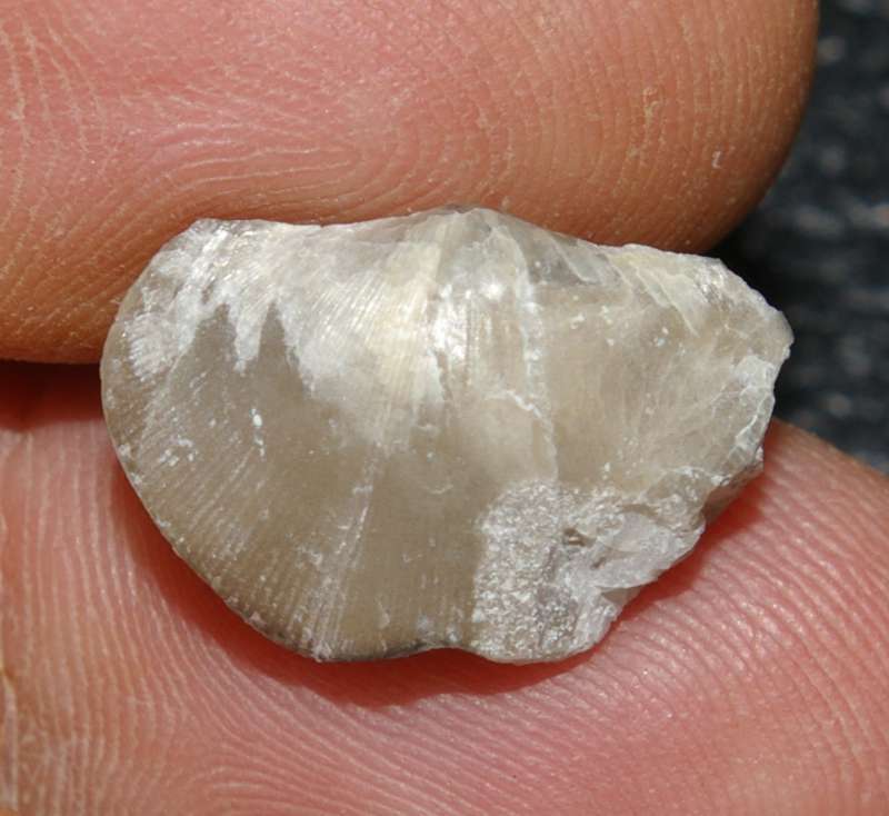Cyrtia laevis