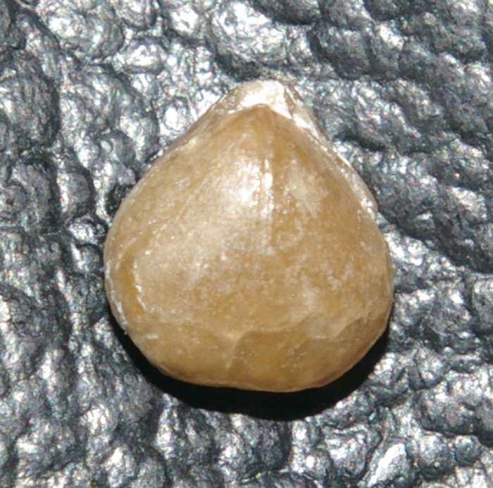 Pseudoprotathyris infantilis