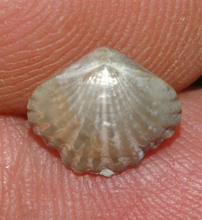 Camarotoechia nucula
