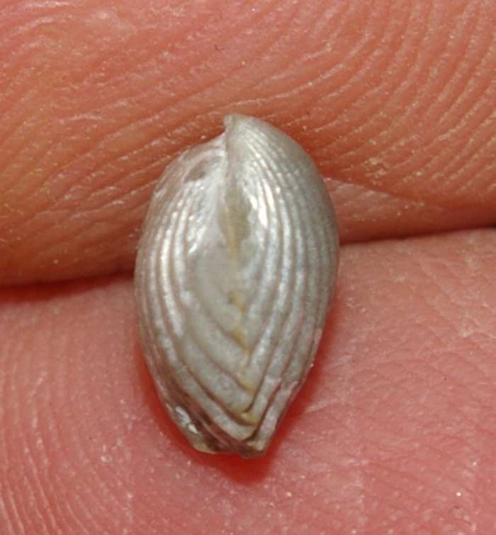 Silurian fossil brachiopod