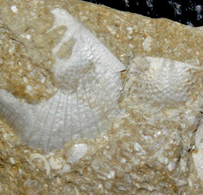 Shaleria ezerensis