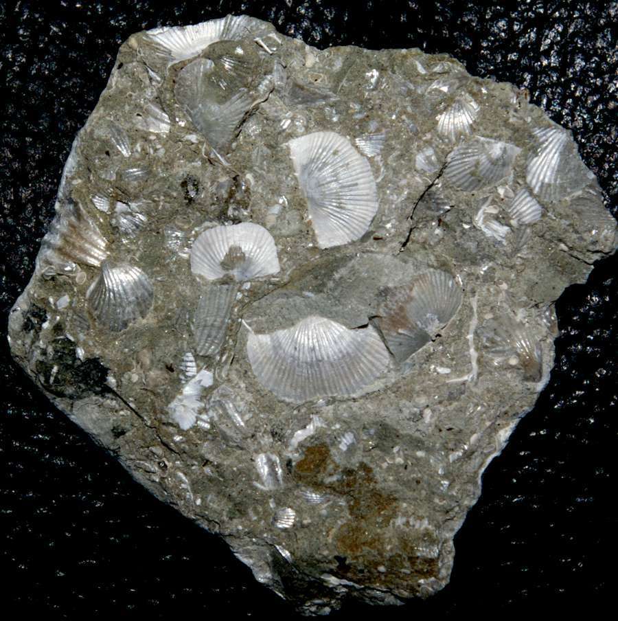 Protochonetes ludloviensis