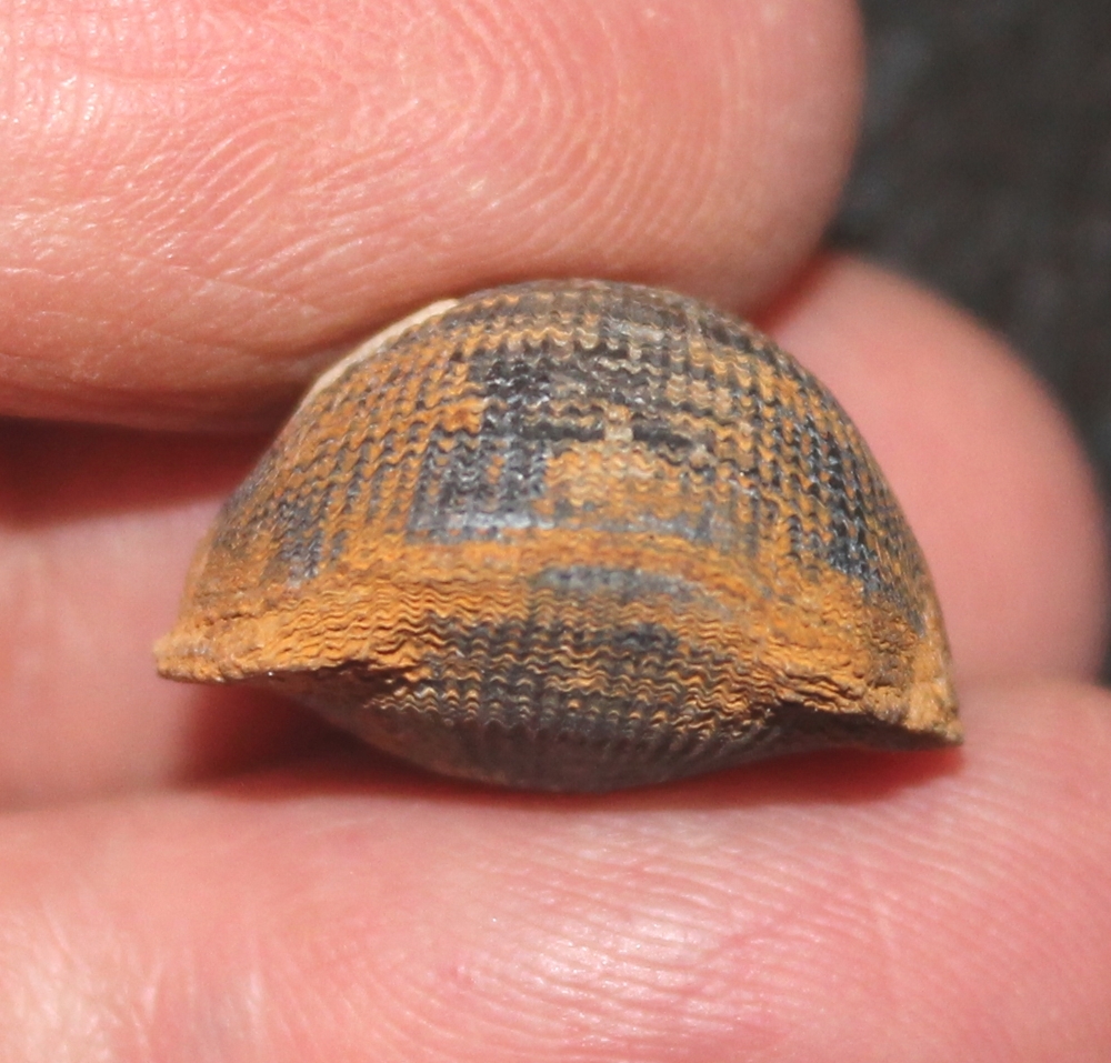 Desquamatia zonata.jpg