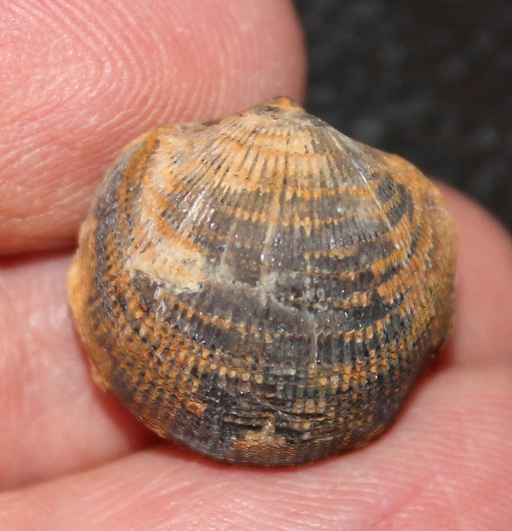 Desquamatia zonata.jpg