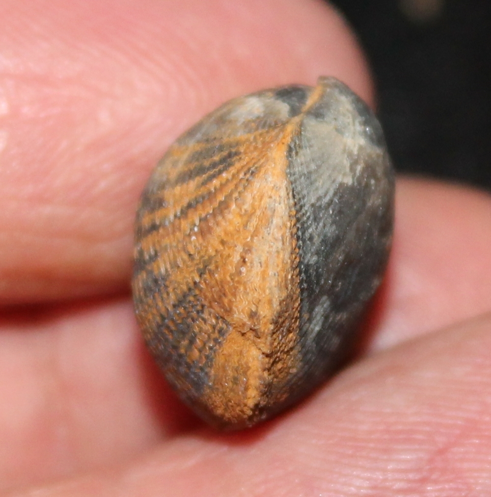 Desquamatia zonata.jpg