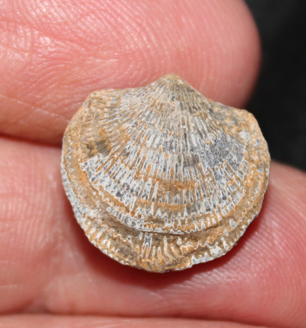 Devonian brachiopod