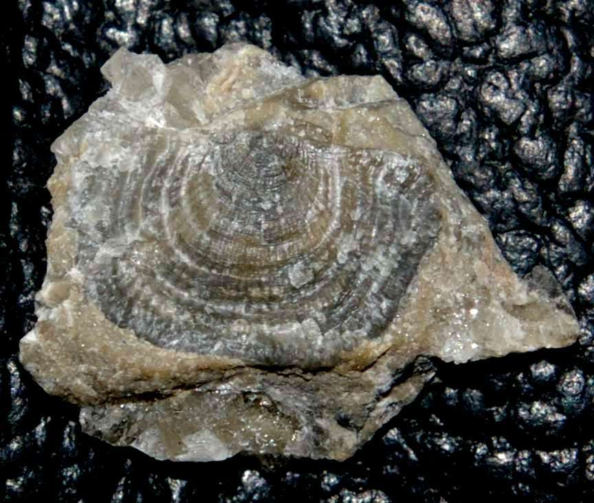 Leptaena depressa