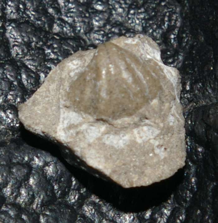 Delthyris elevata