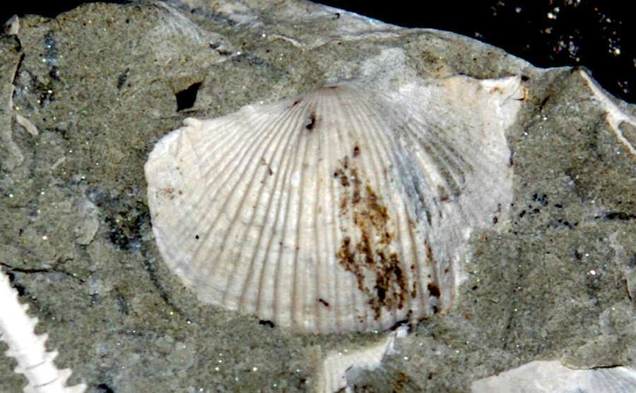 fossils brachiopods