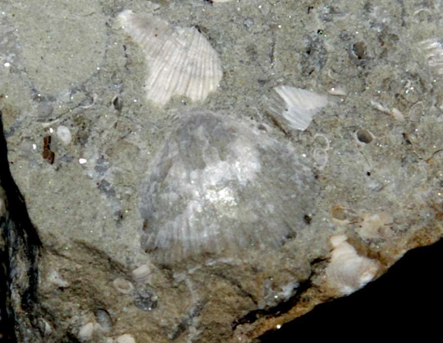 fossils brachiopods