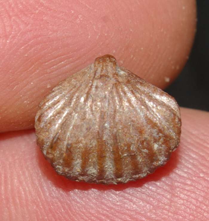 Burmirhynchia decorata