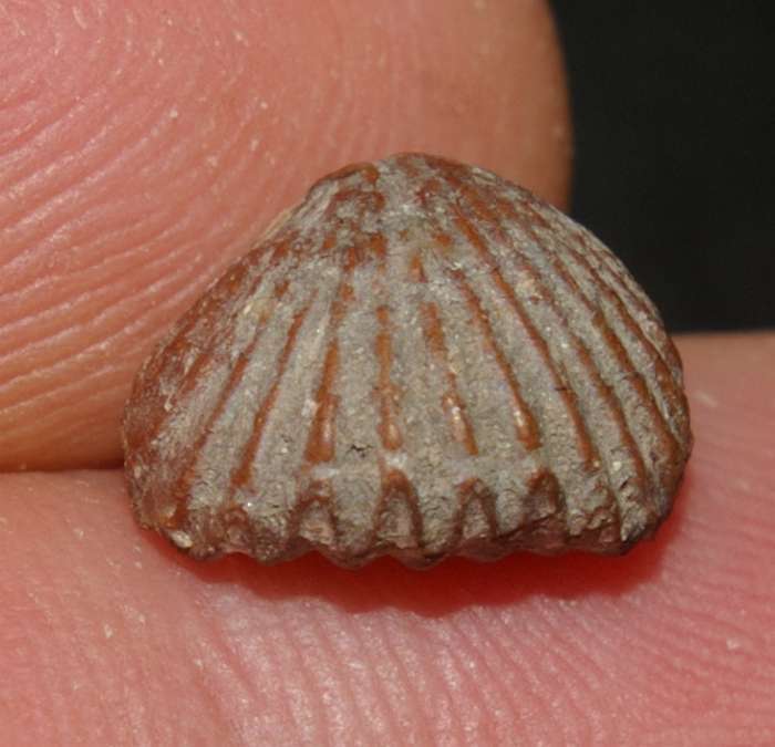 Burmirhynchia decorata