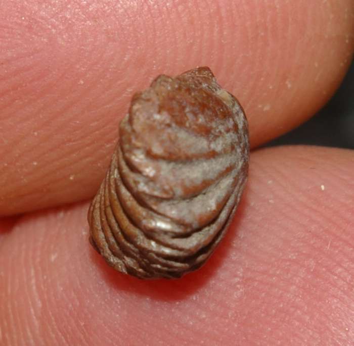 Bathonian rhynchonellid brachiopod
