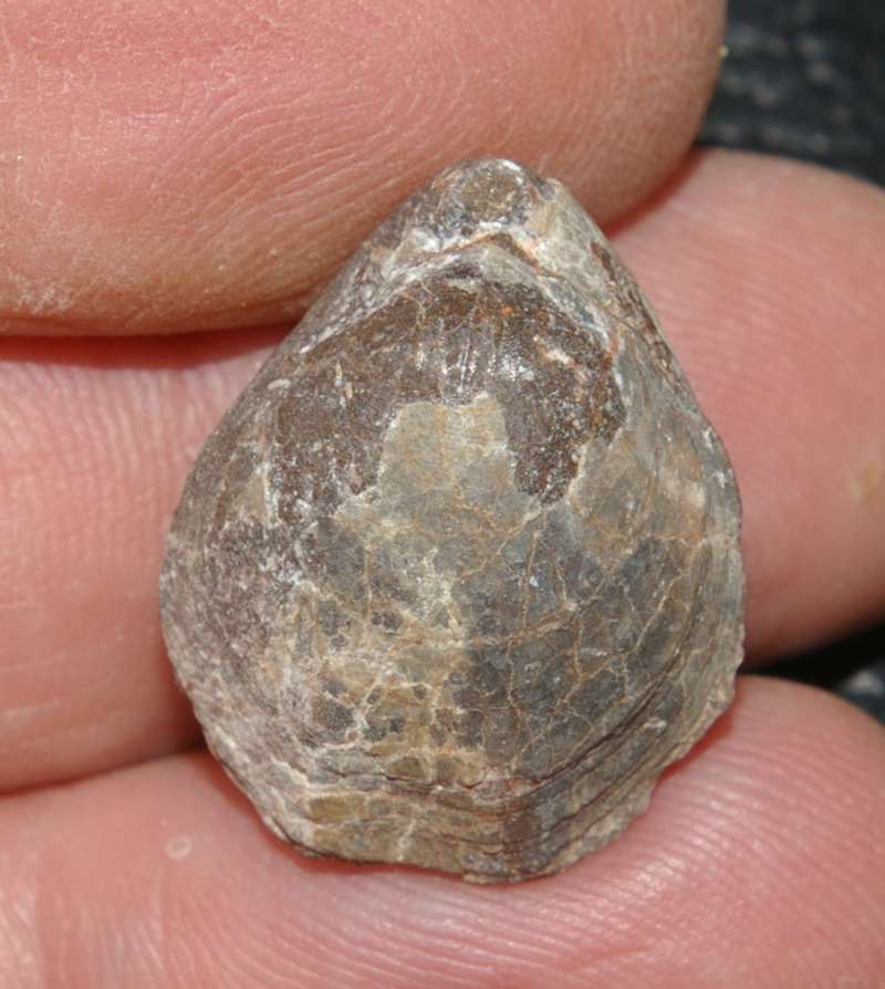 Cererithyris intermedia