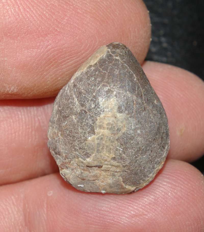 Cererithyris intermedia