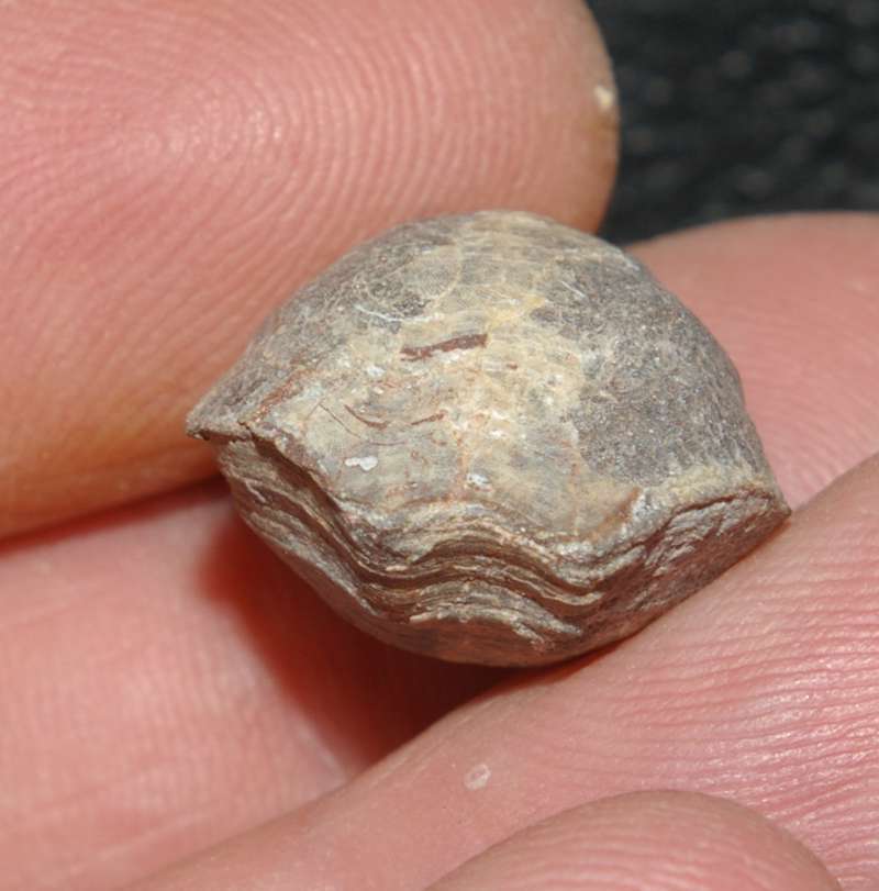 Cererithyris intermedia