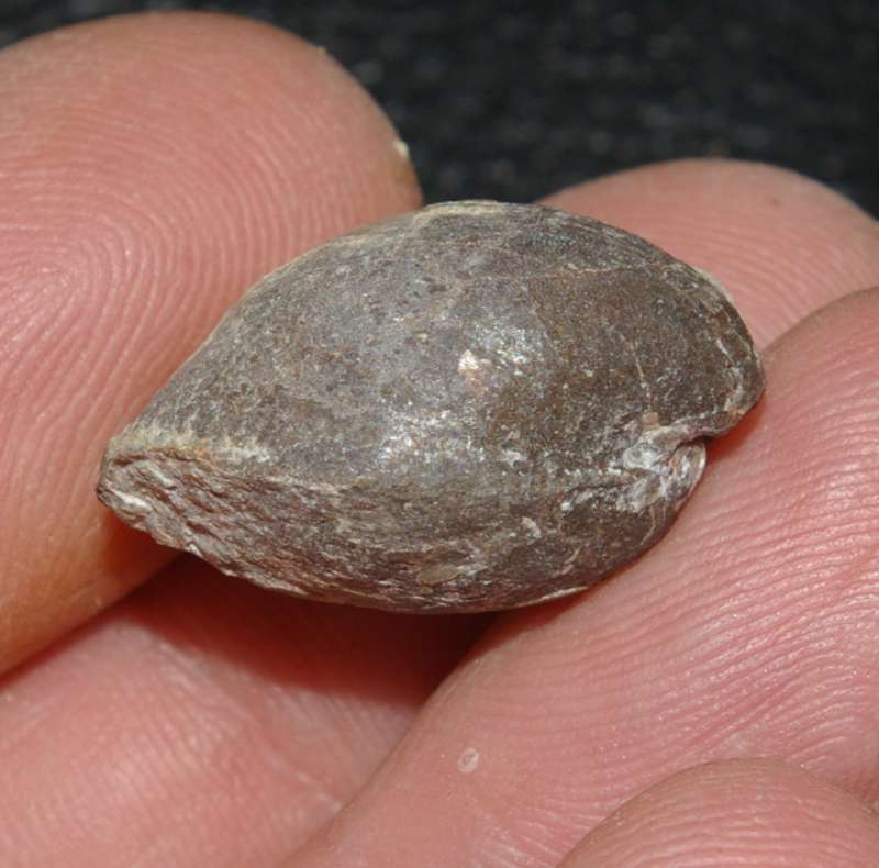 Cererithyris intermedia