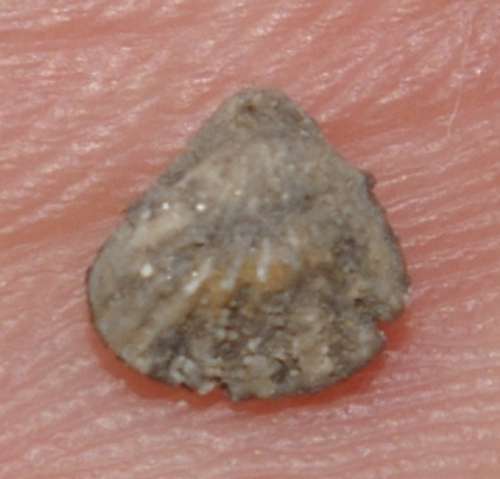 Lacunaerhynchia palma