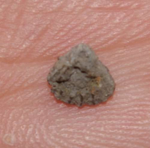 Bathonian  brachiopod