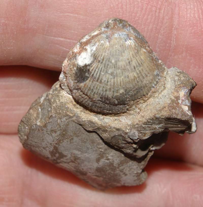 Acanthothyris panacanthina