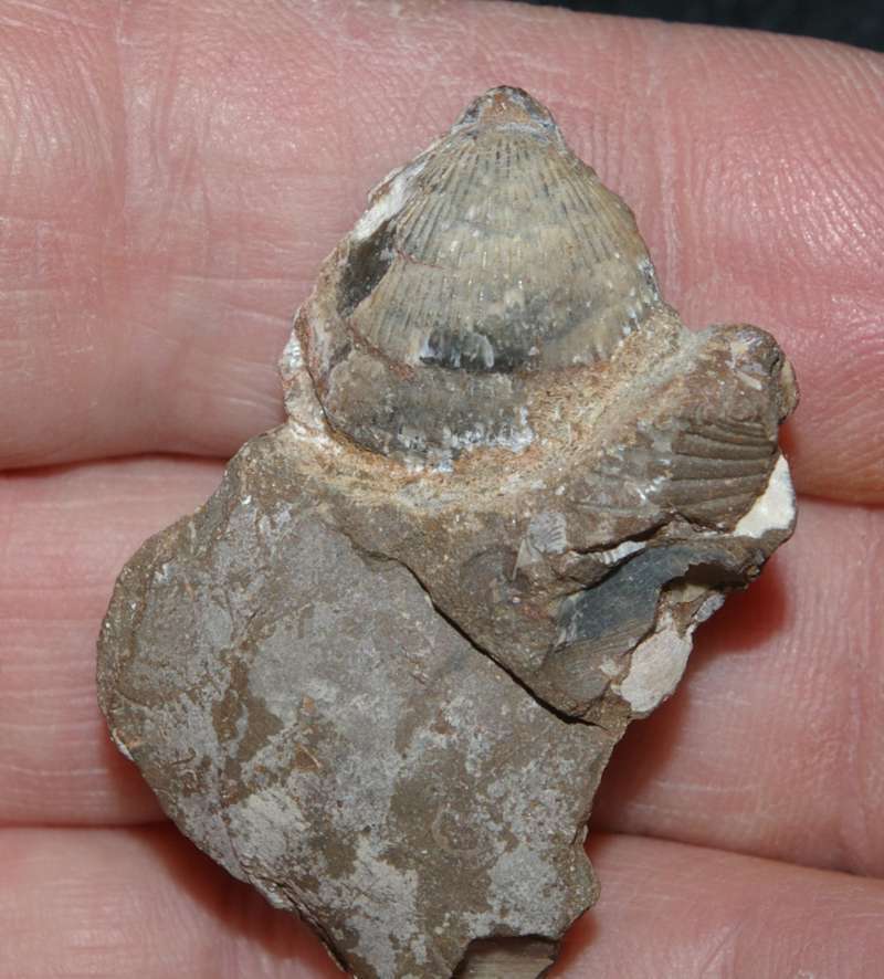 Acanthothyris panacanthina