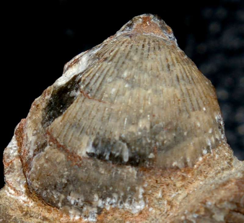 Acanthothyris panacanthina