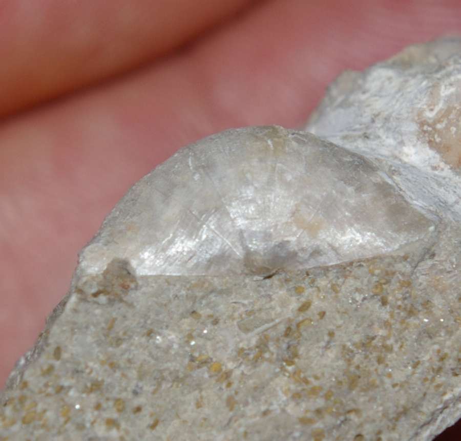 Mesodouvillina seretensis
