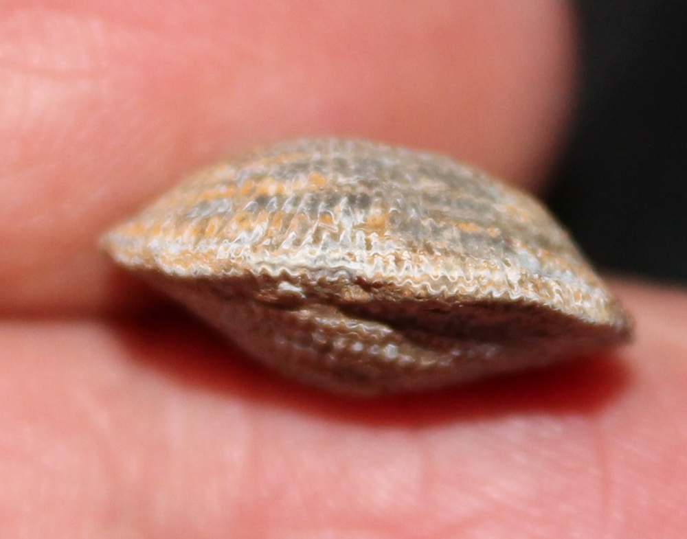Desquamatia subzonata.jpg