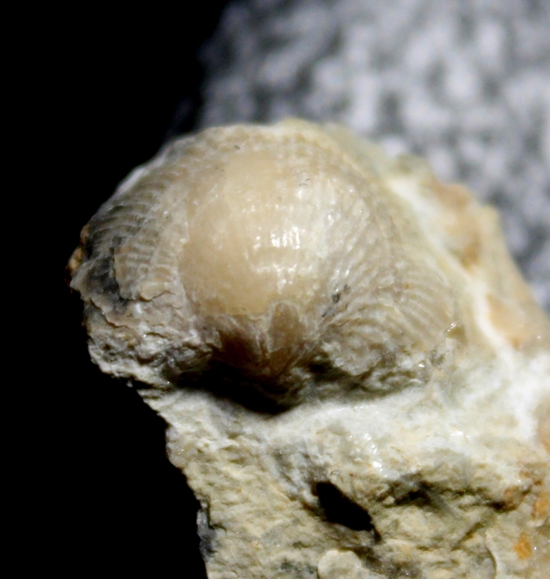 fossil brochiopoda