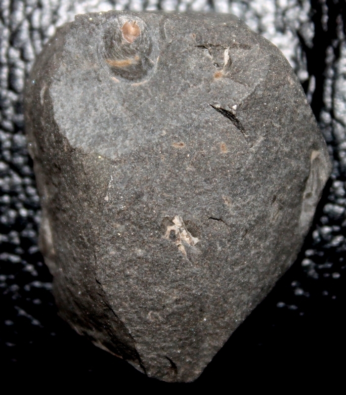 Orbiculoidea