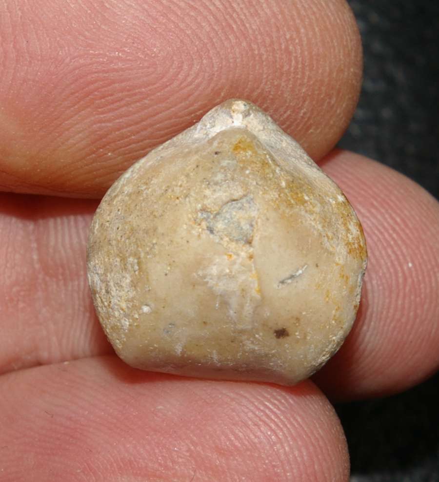Nucleata cf. nucleata