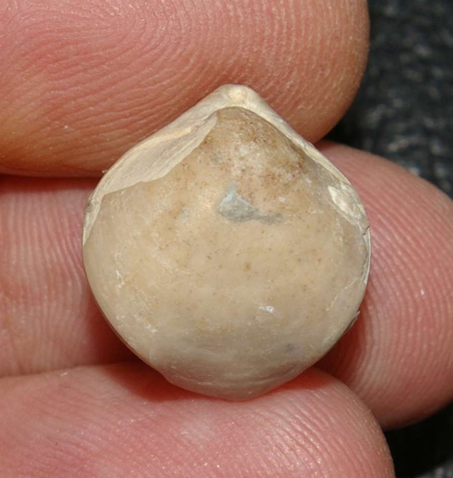 Nucleata chartroni
