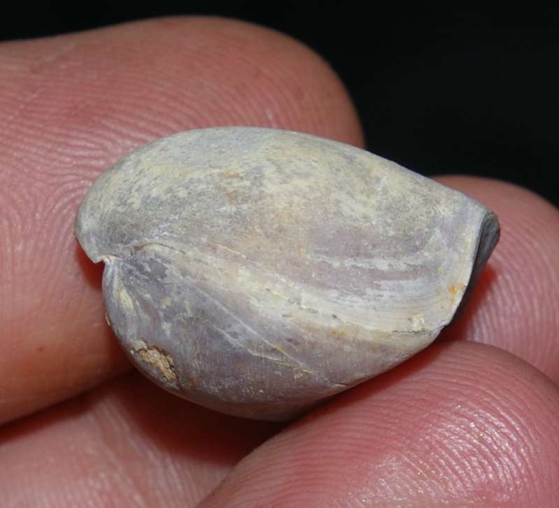 Nucleata douvillei