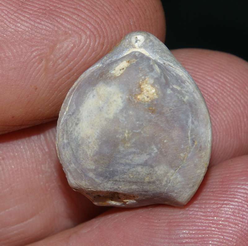 Nucleata douvillei