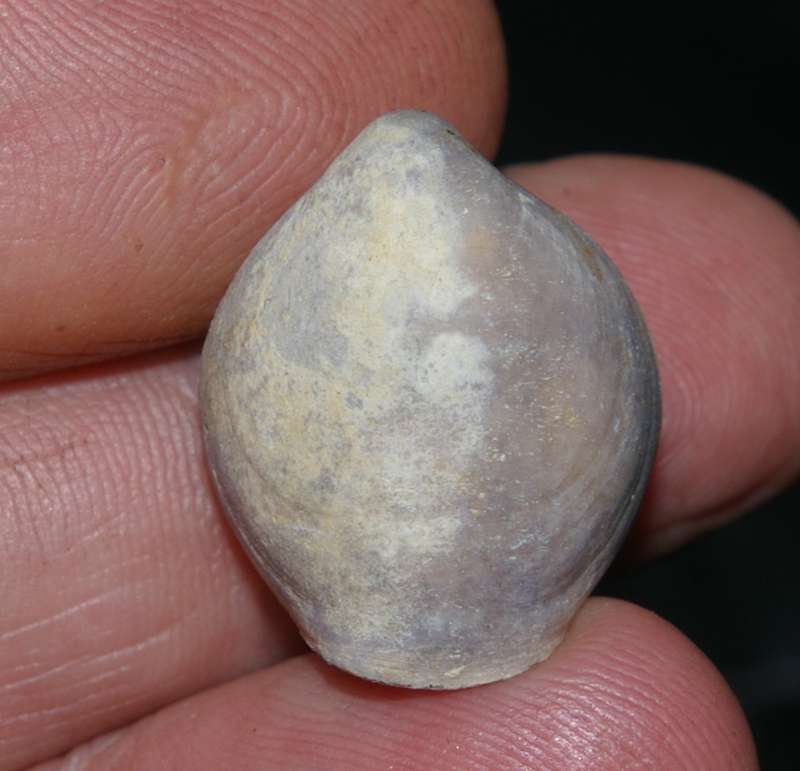 Glossothyris douvillei