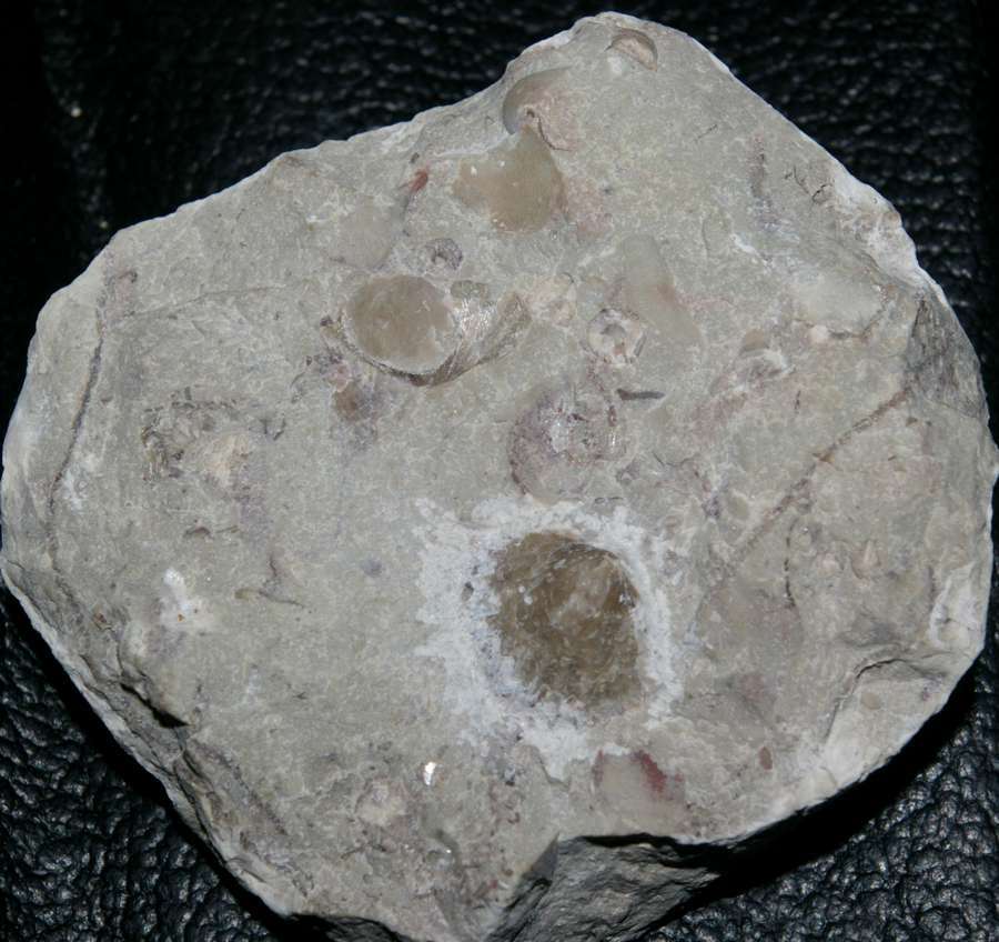 Ordovician fossils brachiopods