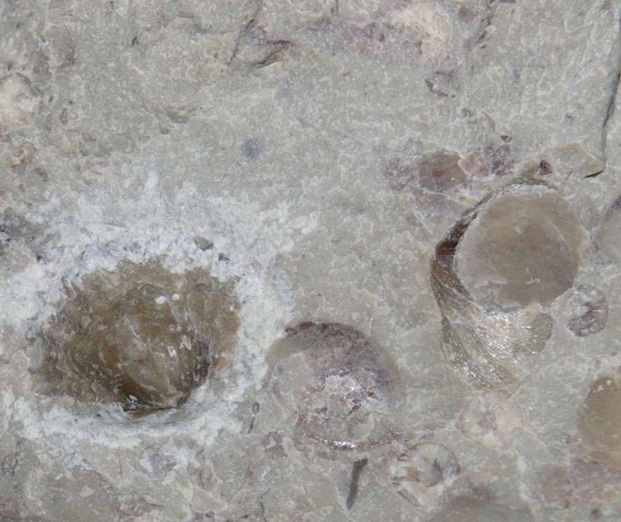 Ordovician fossils brachiopods