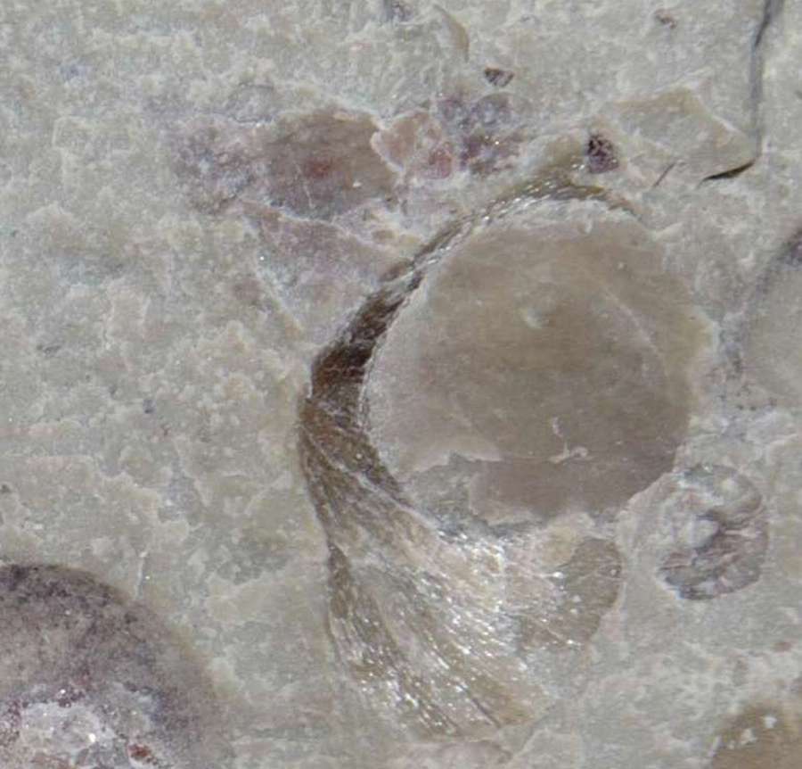 Ordovician fossils brachiopods