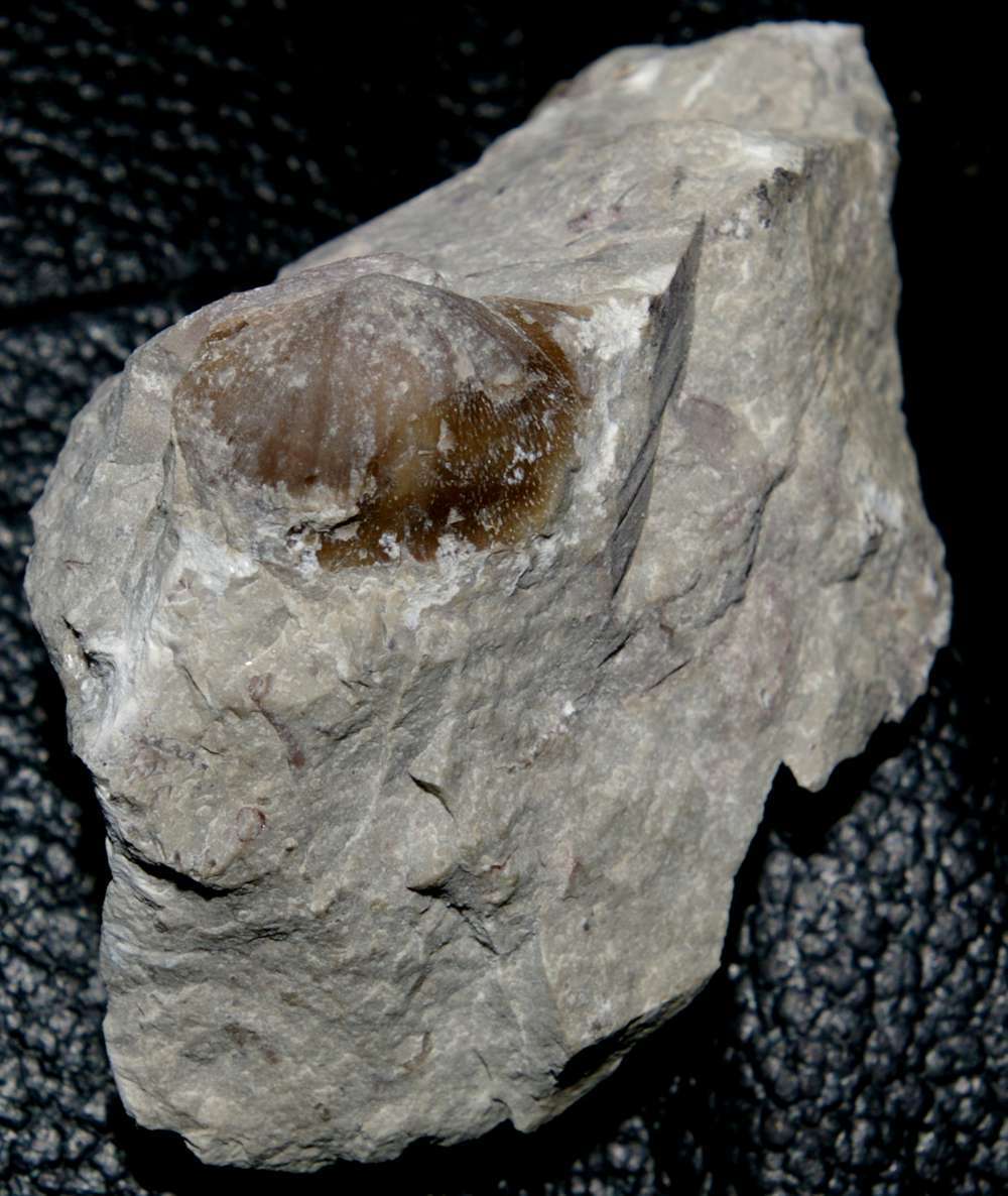 Ordovician fossils brachiopods