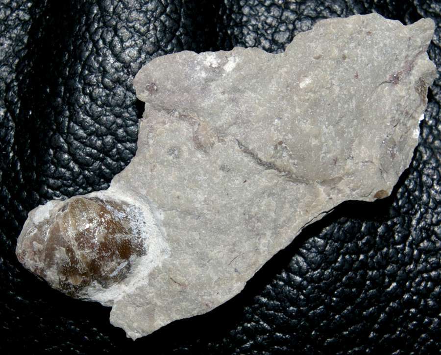 Ordovician fossils brachiopods