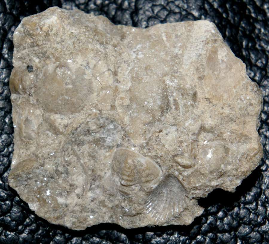 Ordovician fossils brachiopods