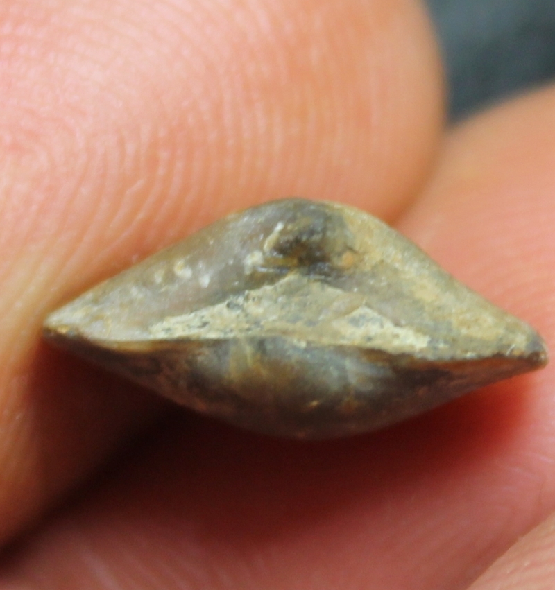 Eoreticularia eifeliensis