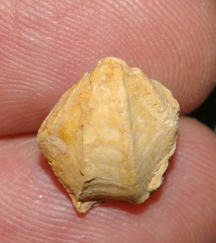 Dictyothyris dorsocurva