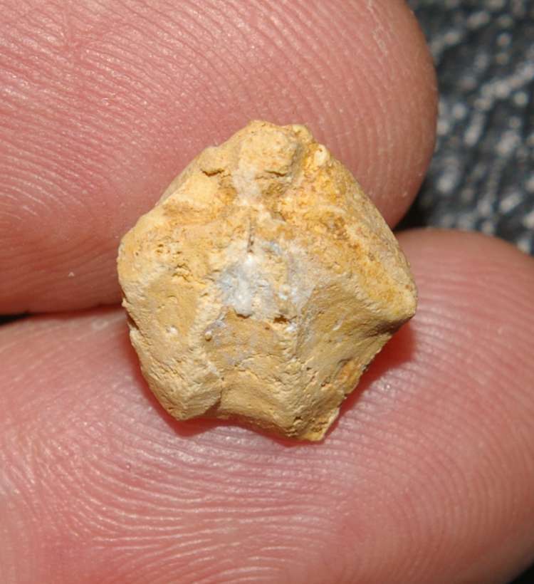 Dictyothyris dorsocurva