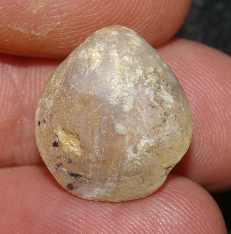 Zittelina