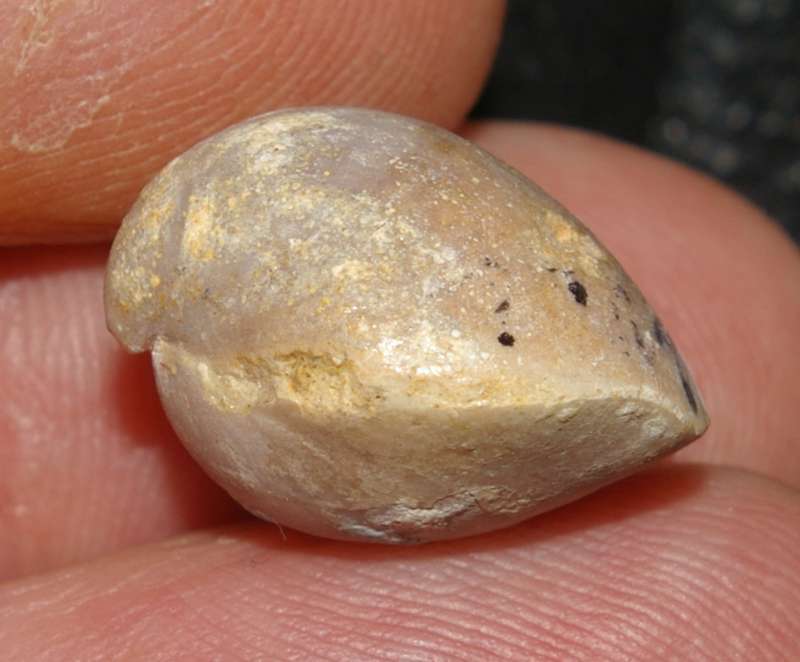 Zittelina