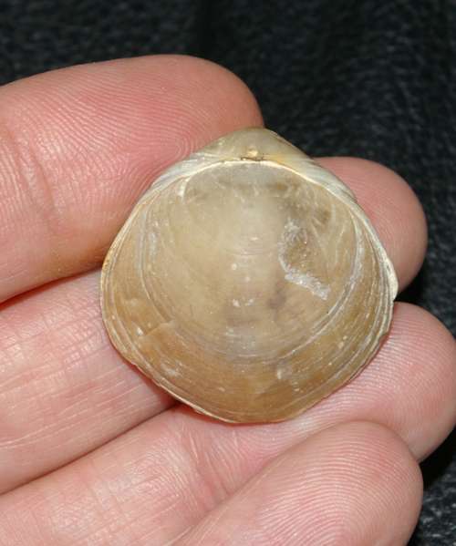 Carneithyris