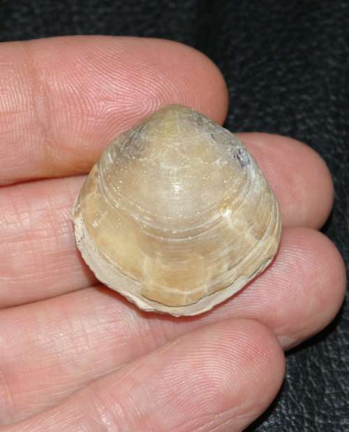 Carneithyris